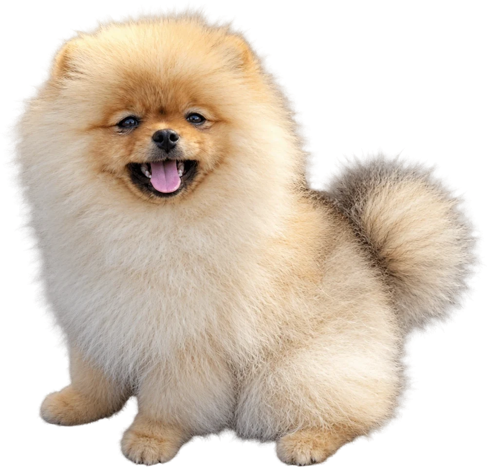 Szpic miniaturowy (pomeranian) z hodowli Eva-Pom