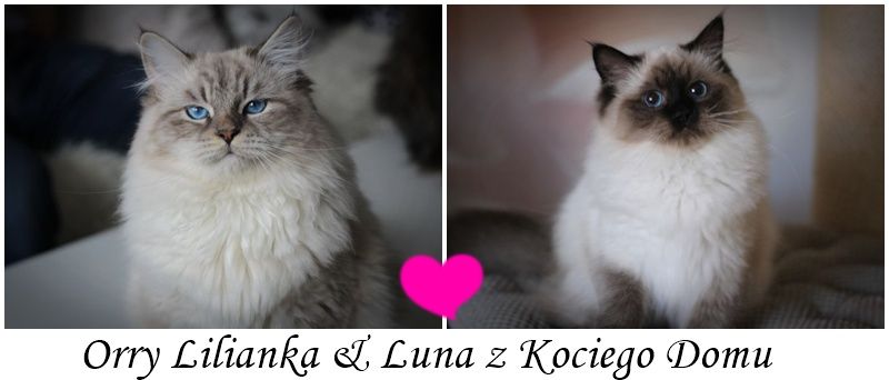 serce Magiya i Hawkey