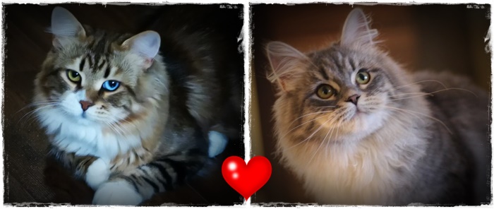 serce Diamond i Nikita