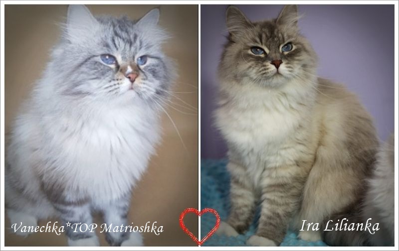 serce Magiya i Hawkey