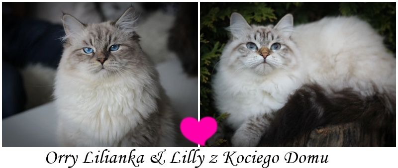 serce Magiya i Hawkey