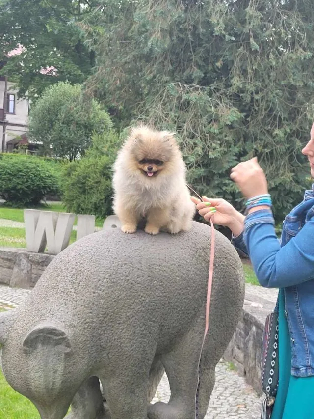 Fela — Szpic miniaturowy (pomeranian)