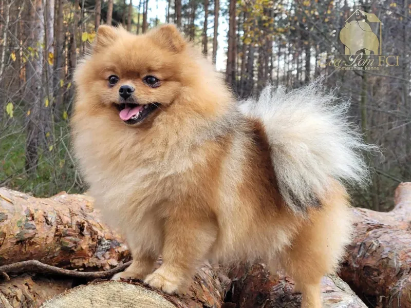 Uma Iz Angelov Vostoka — Szpic miniaturowy (pomeranian)