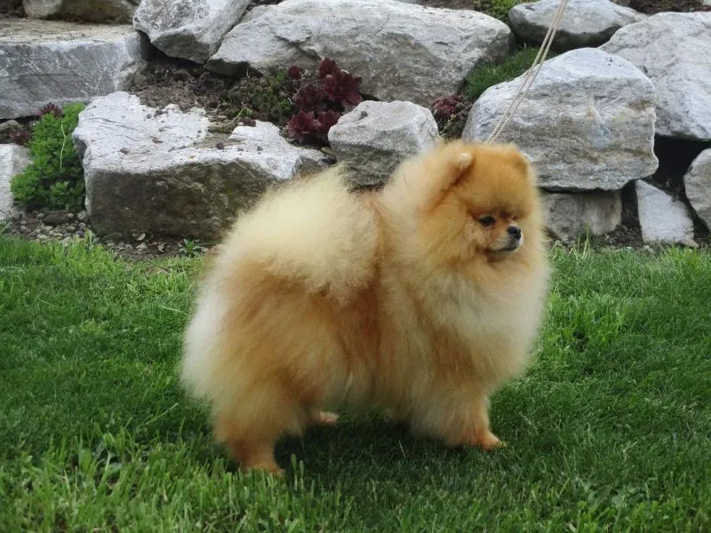 Umberto Lvi domov „Bercik” — Szpic miniaturowy (pomeranian)