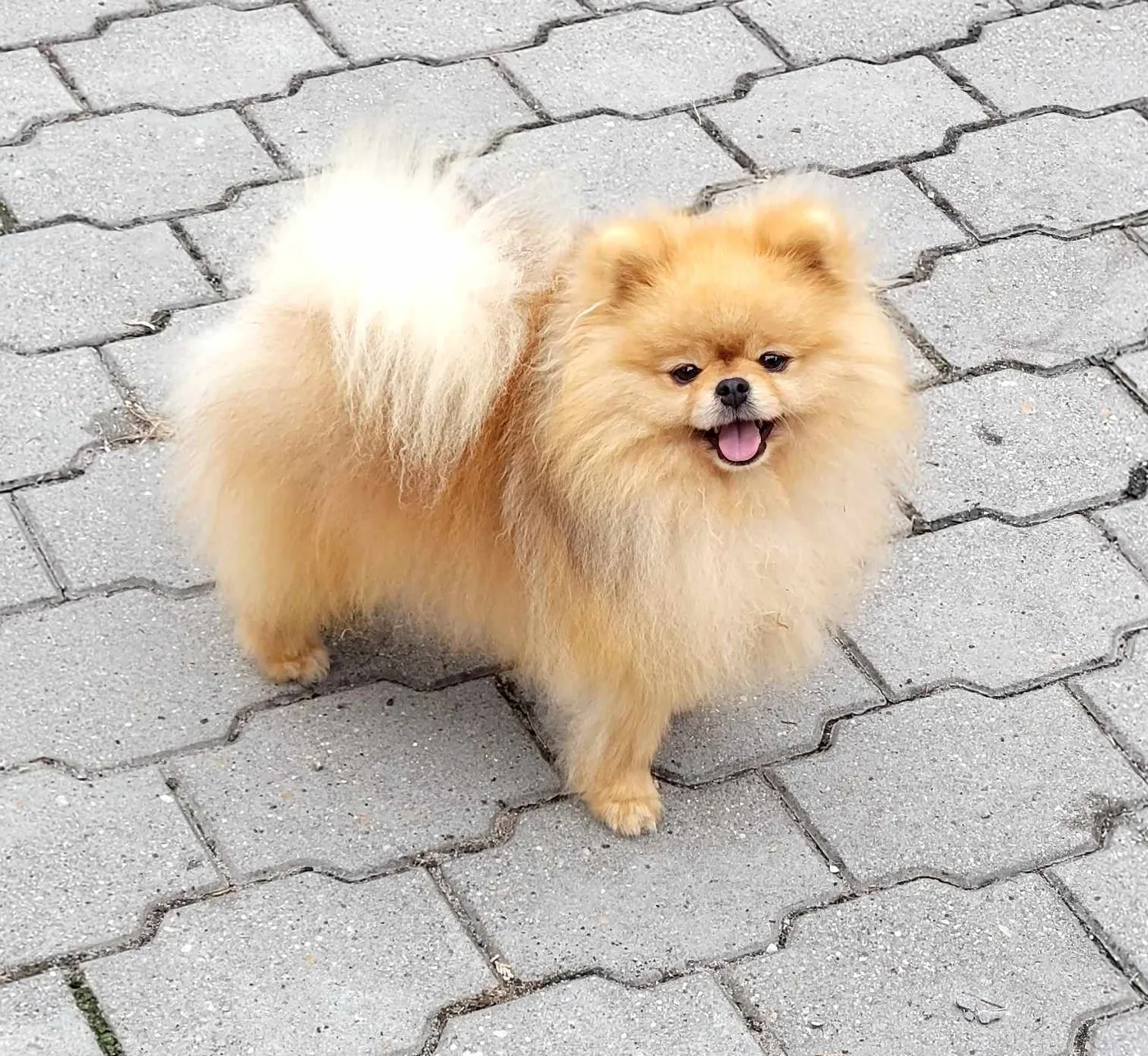 Umberto Lvi domov „Bercik” — Szpic miniaturowy (pomeranian)