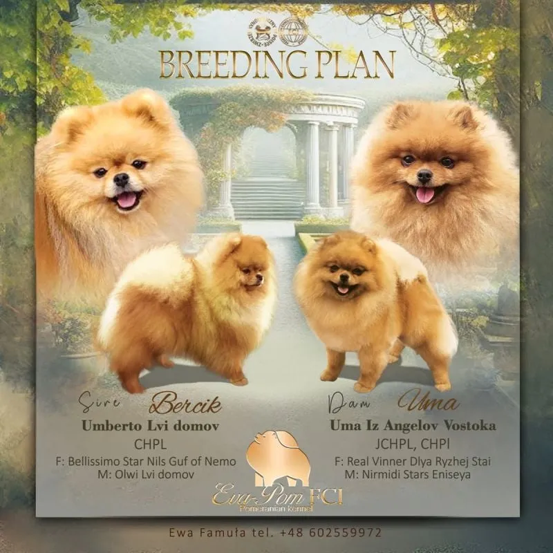 Plakat Eva-Pom FCI: plan hodowlany — pies Bercik i suczka Uma